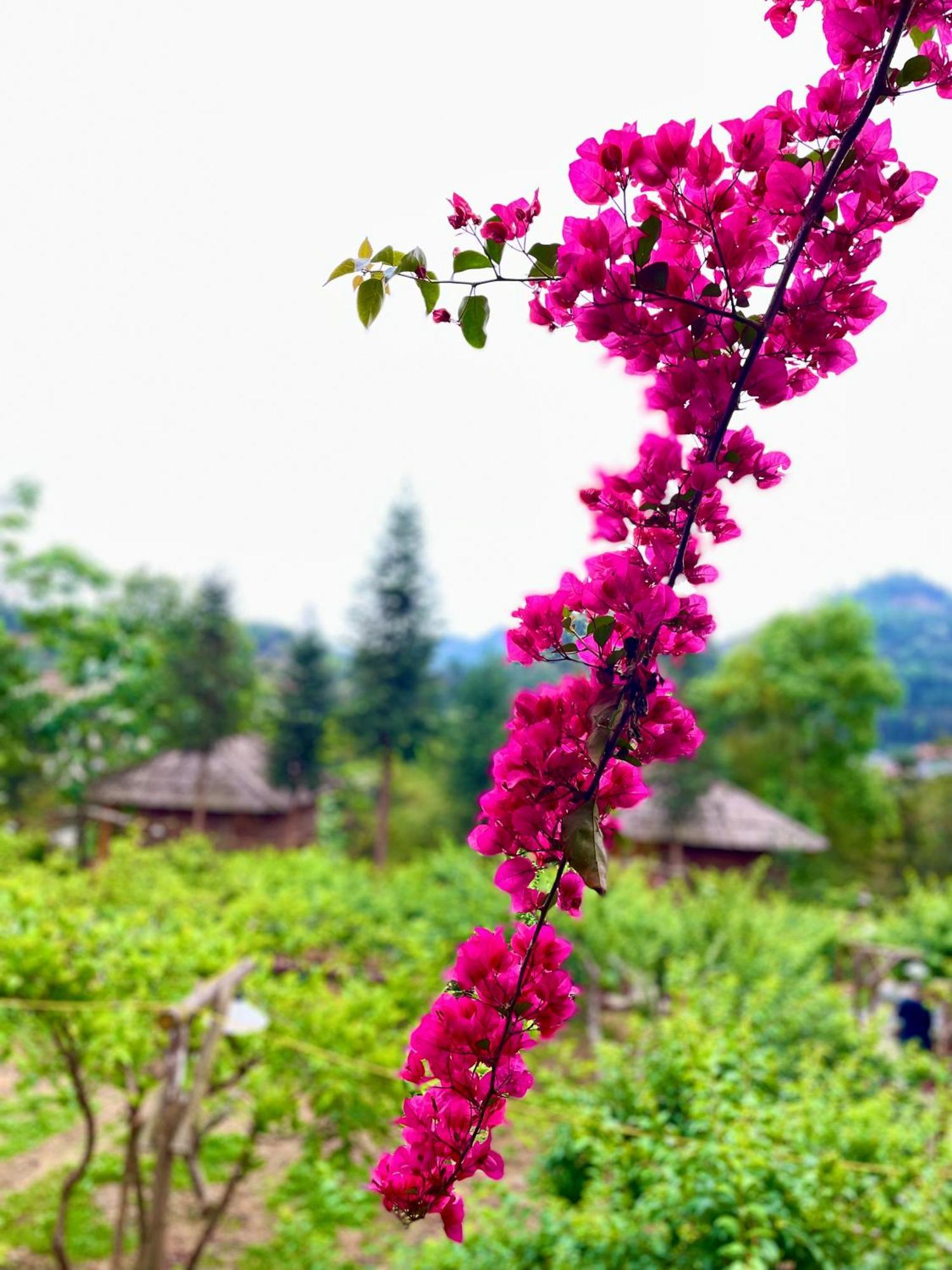 So H'Mong Homestay Bac Ha  Exterior photo